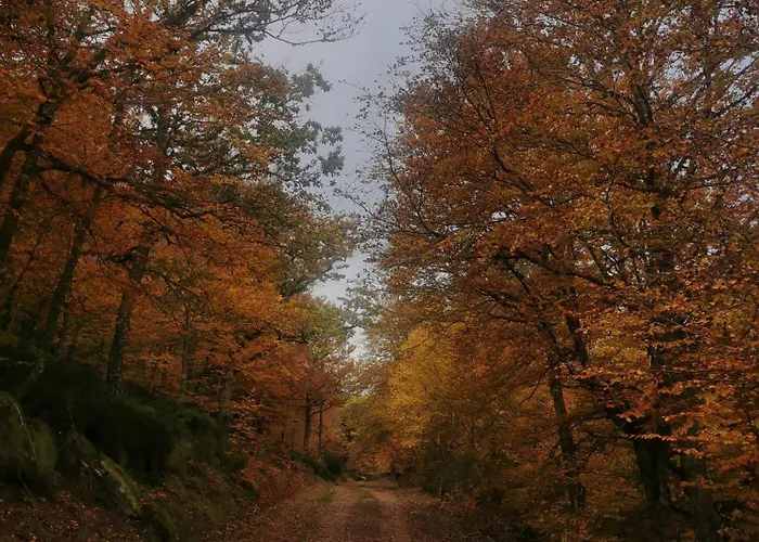 Cholo Apartment Branosera